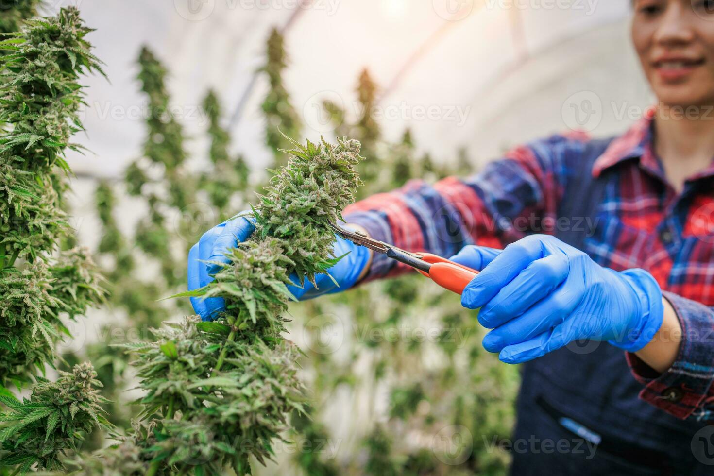 agricultores son inspeccionando y corte cáñamo plantas. a investigación alternativa médico canabis. cultivado orgánico cáñamo hierba marijuana cáñamo petróleo cbd farmacéutico industria. foto