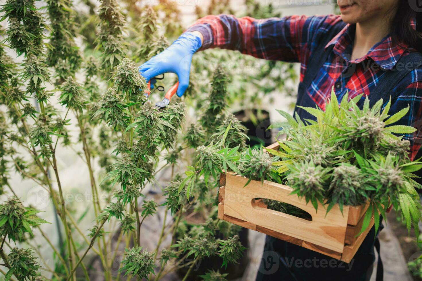 agricultores son inspeccionando y corte cáñamo plantas. a investigación alternativa médico canabis. cultivado orgánico cáñamo hierba marijuana cáñamo petróleo cbd farmacéutico industria. foto