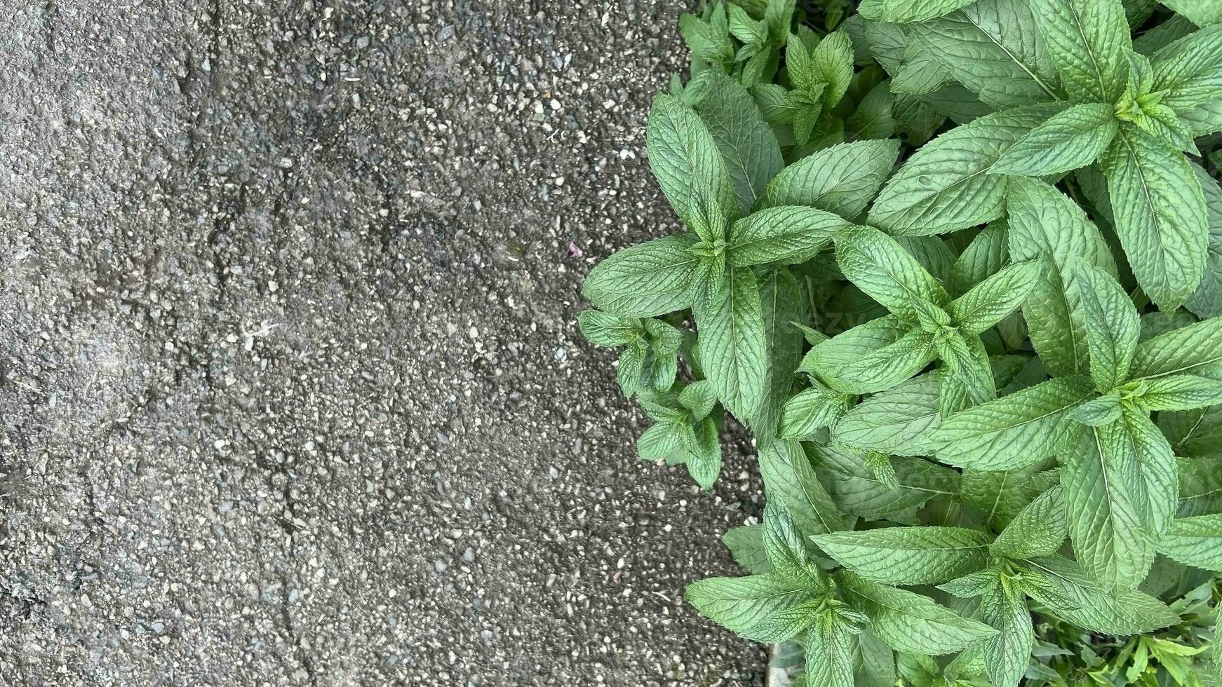 Large mint leaves. Floral background photo