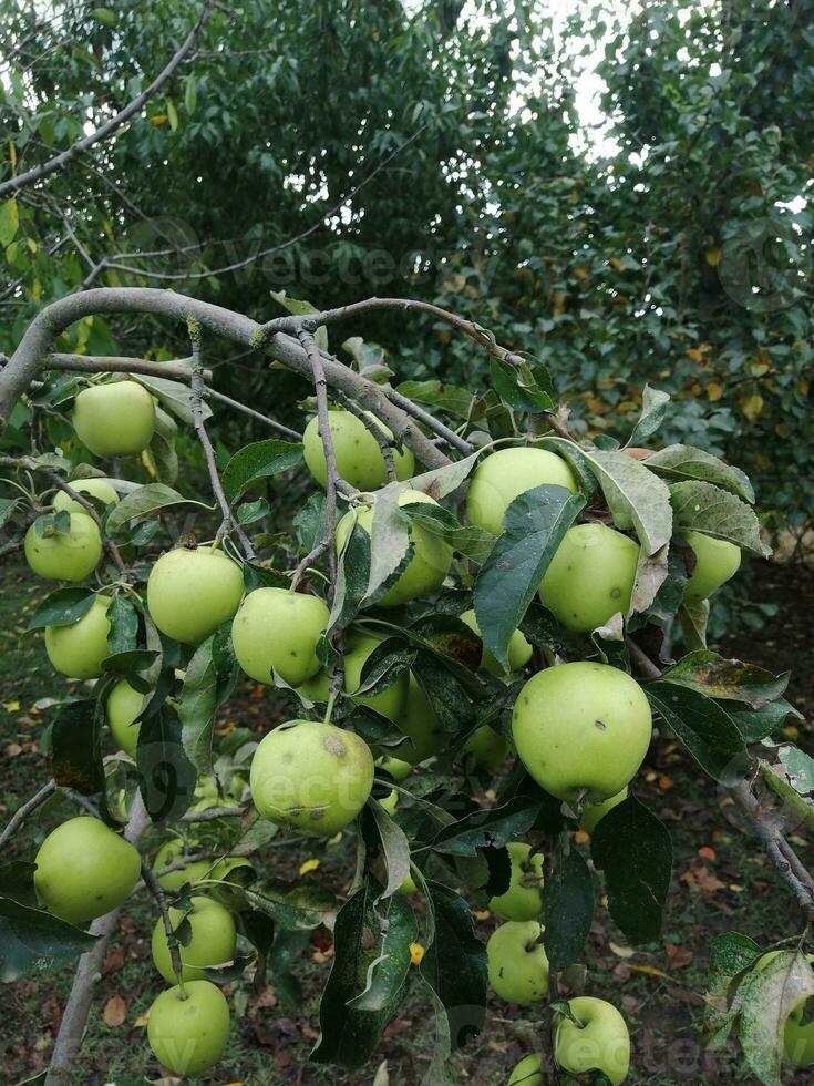 manzana árbol en el jardín foto