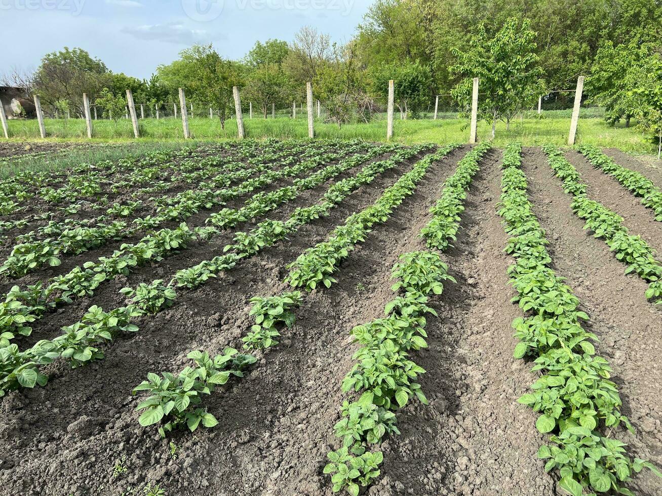 Potatoes are grown in agriculture. Beds of young potatoes. Vegetables harvest. Garden spring, sunny weather. nature and sky photo