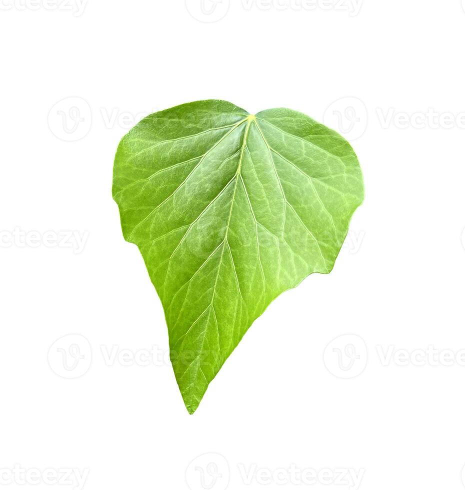 Ivy leaf isolate. Eco botany. photo