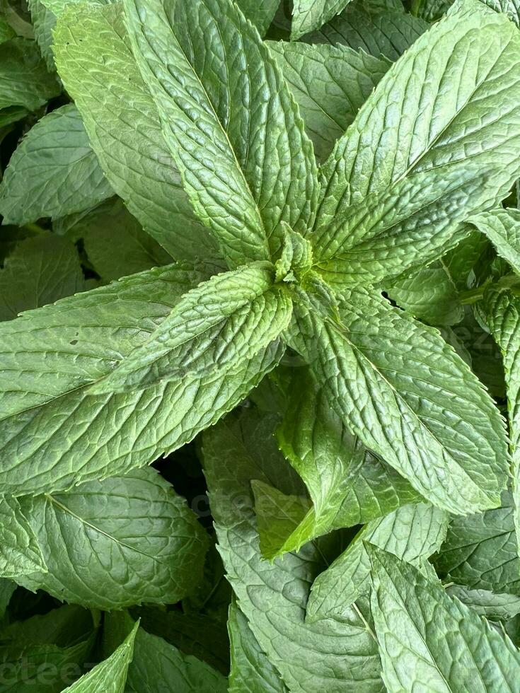 Large mint leaves. Floral background photo