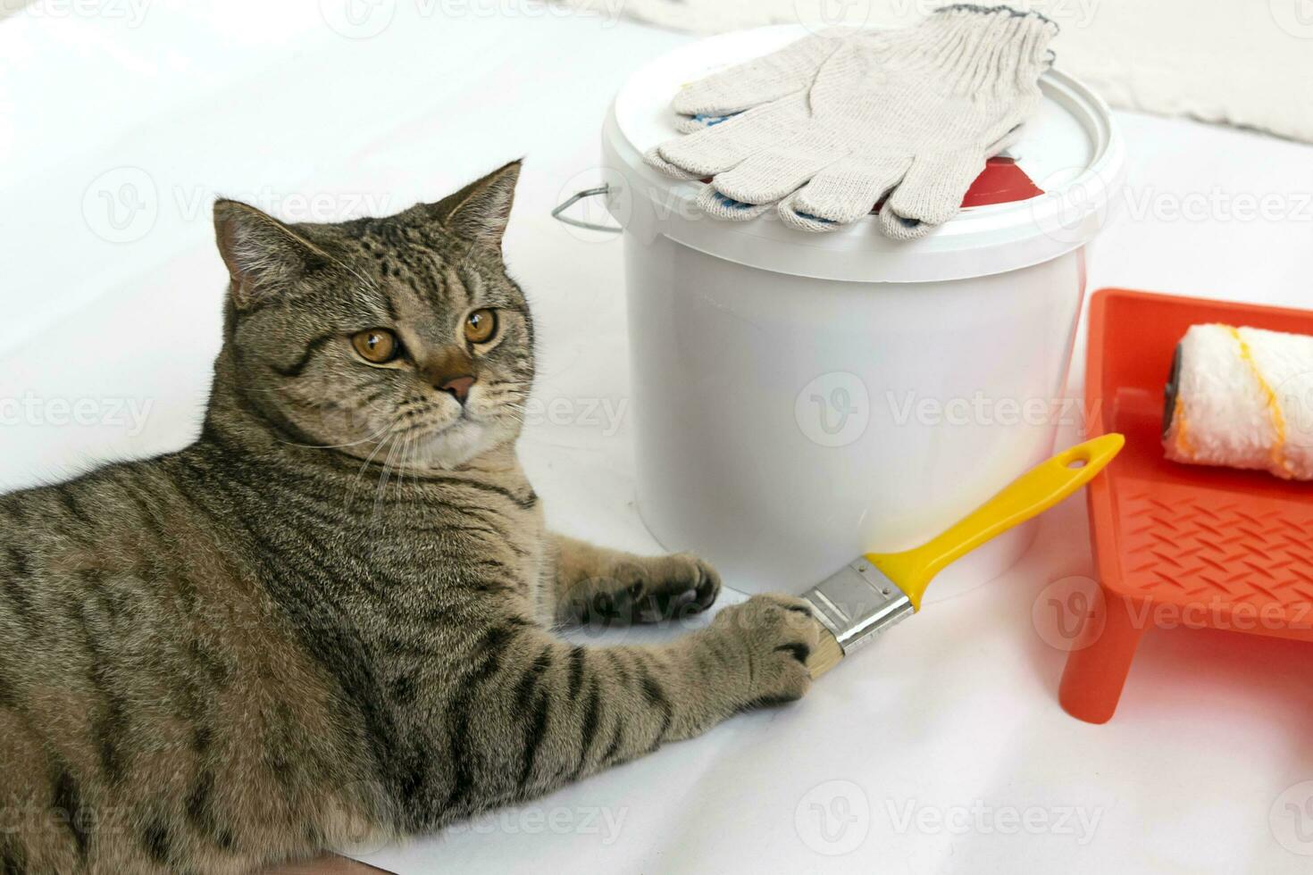 Beautiul scottish straight cat lying against paint can, roller and paint tray for painting wall on the floor photo