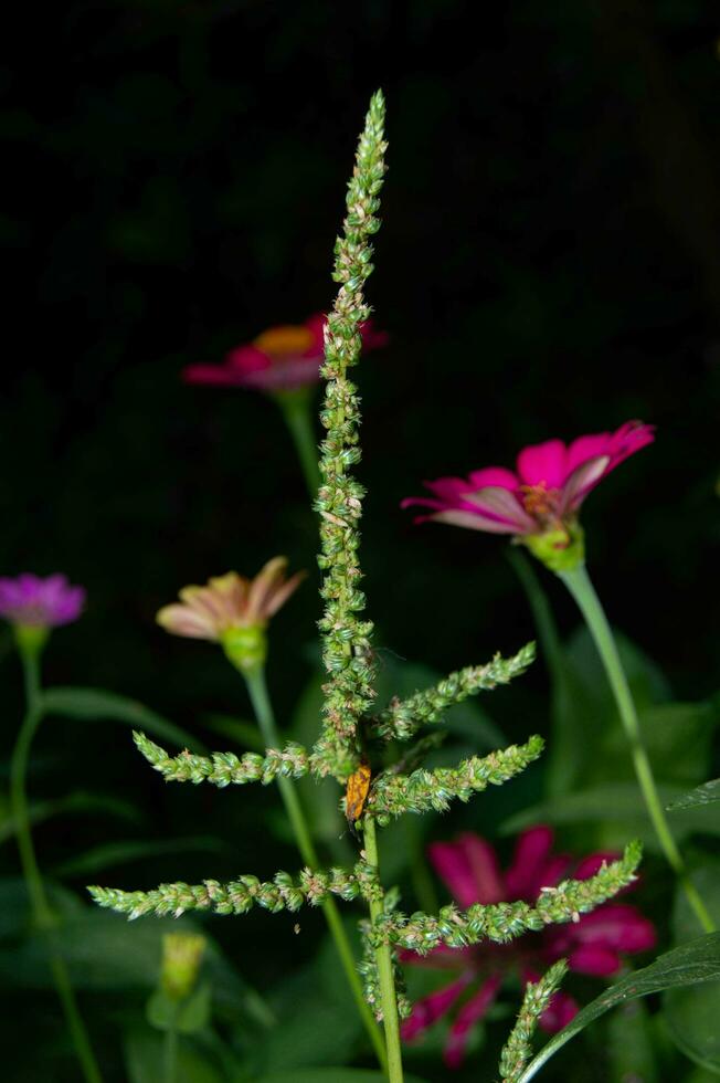 plant spinach seeds with insects attached photo