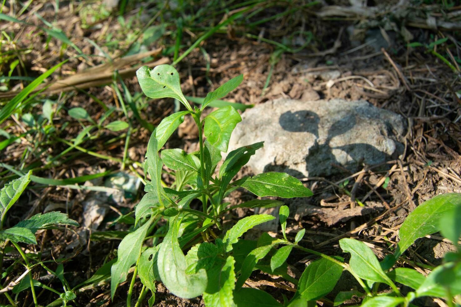 jardín ver con salvaje plantas cubierta foto