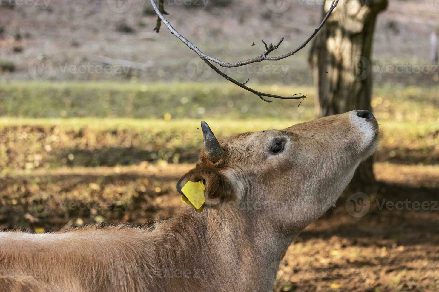 busha criar, pequeño de cuernos cortos vacas vaca en gratis rango granja foto