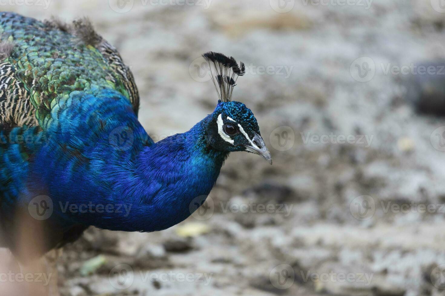 Colourful male peacock facing camera w photo