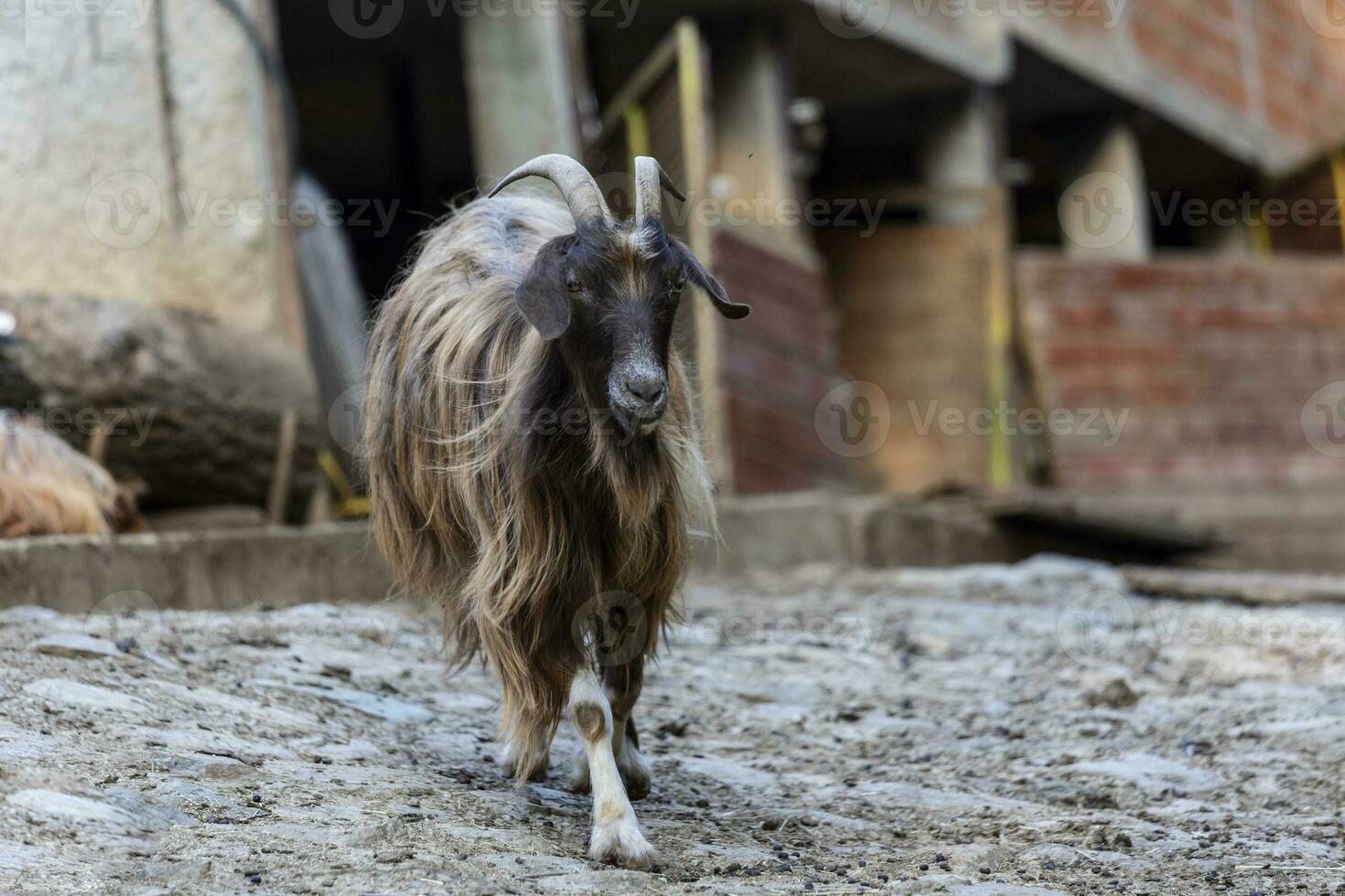 cabra en pie en granja en un tarde verano tarde foto