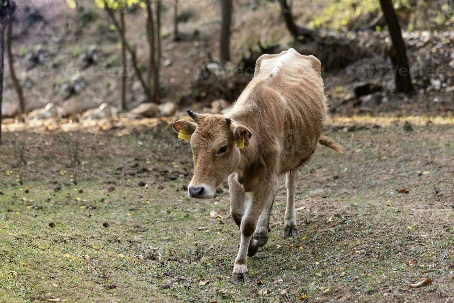 Busha breed, small short-horned cattle cow on free range farm photo