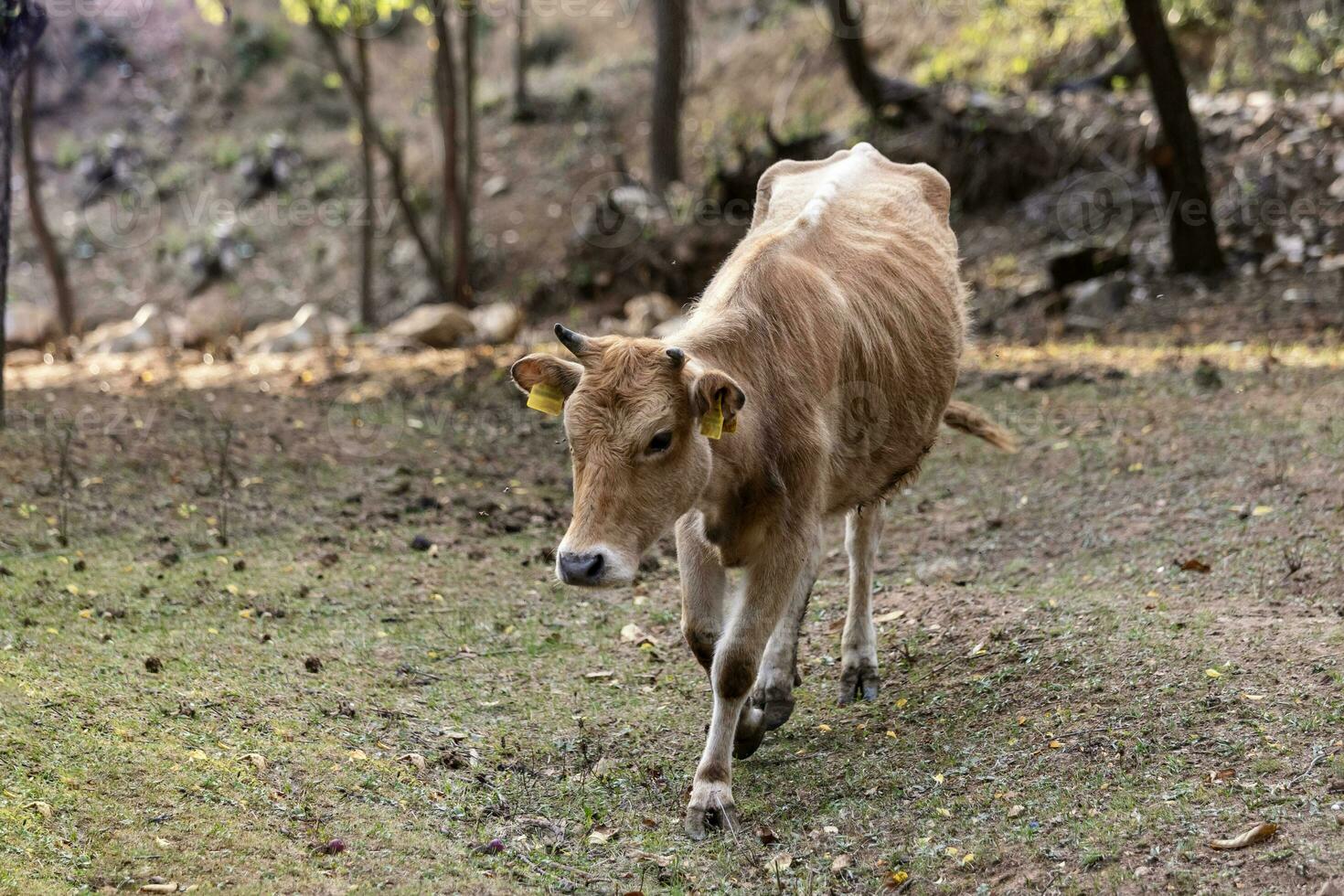 busha criar, pequeño de cuernos cortos vacas vaca en gratis rango granja foto