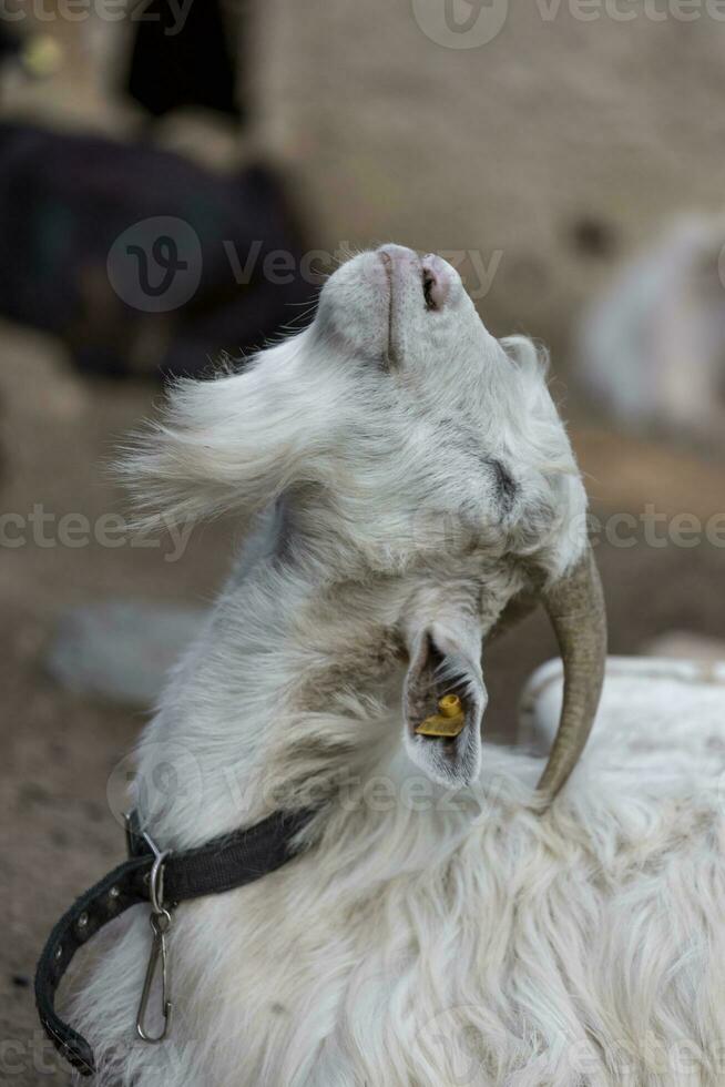 un blanco con cuernos cabra cabeza en borroso natural antecedentes foto