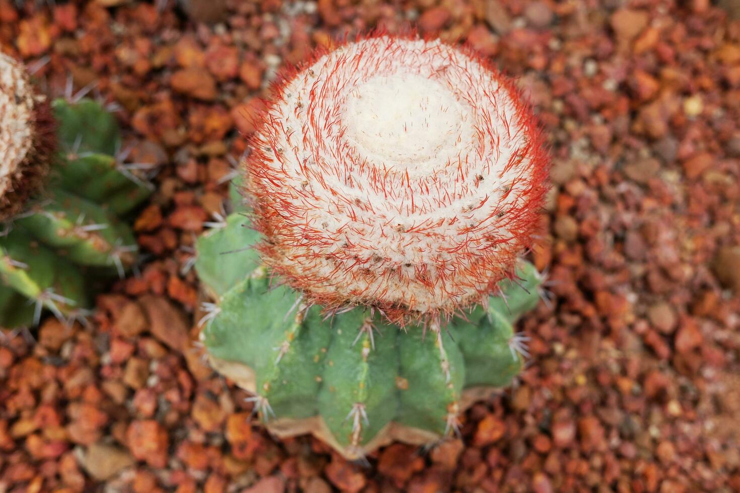 Blooming flowers of Melocactus bahiensis is a small globular cactus  plants in desert park and Succulent garden and growing on Brown pumice stone. photo