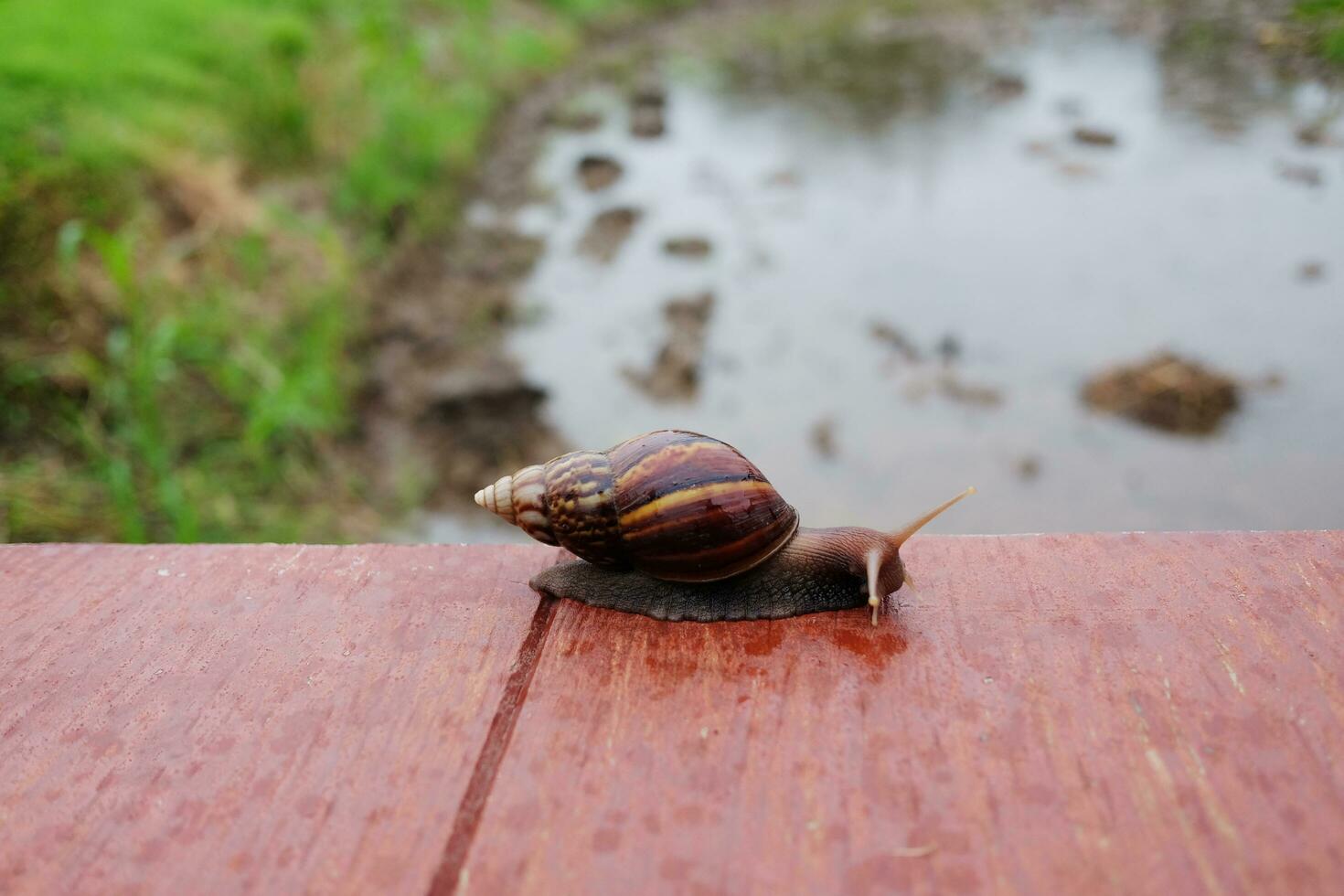 The snail Crawling slowly on wooden floor in natural tropical garden and rainforest photo