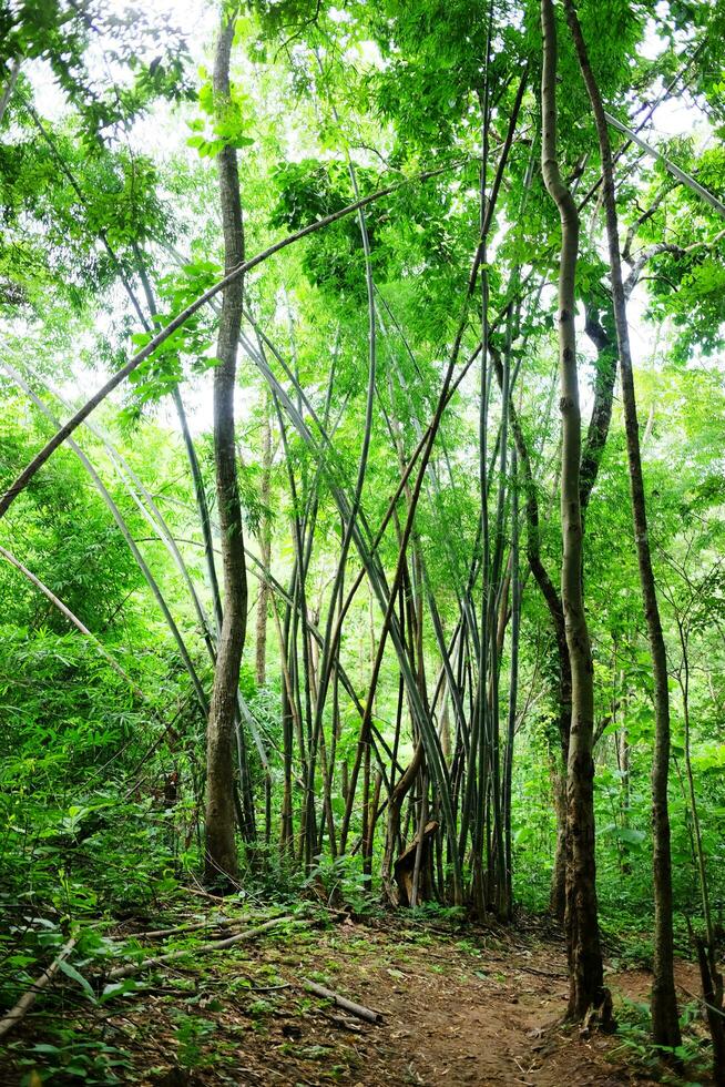 Greenery with tropical forest and bamboo wild and jungle in Thailand photo