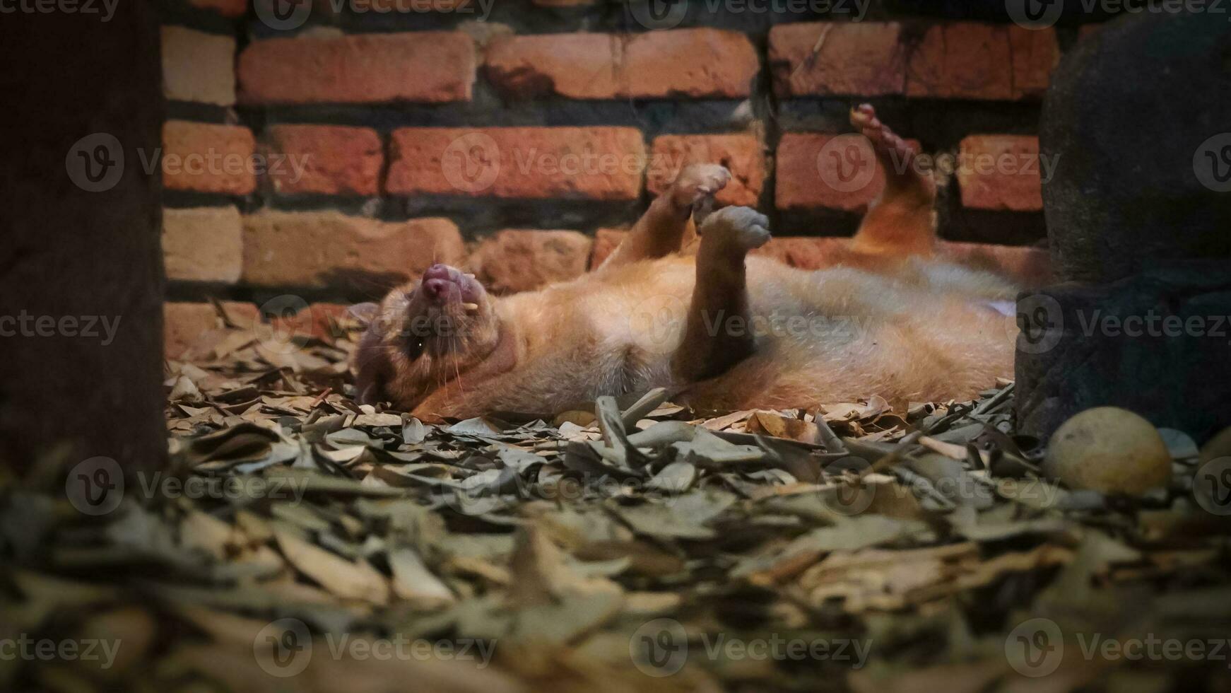 el Arte de relajación de dientes pequeños palma algalia disfrutando un siesta en el zoo foto