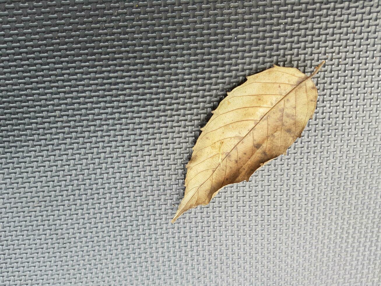 A brown dry leaf on a mat. photo