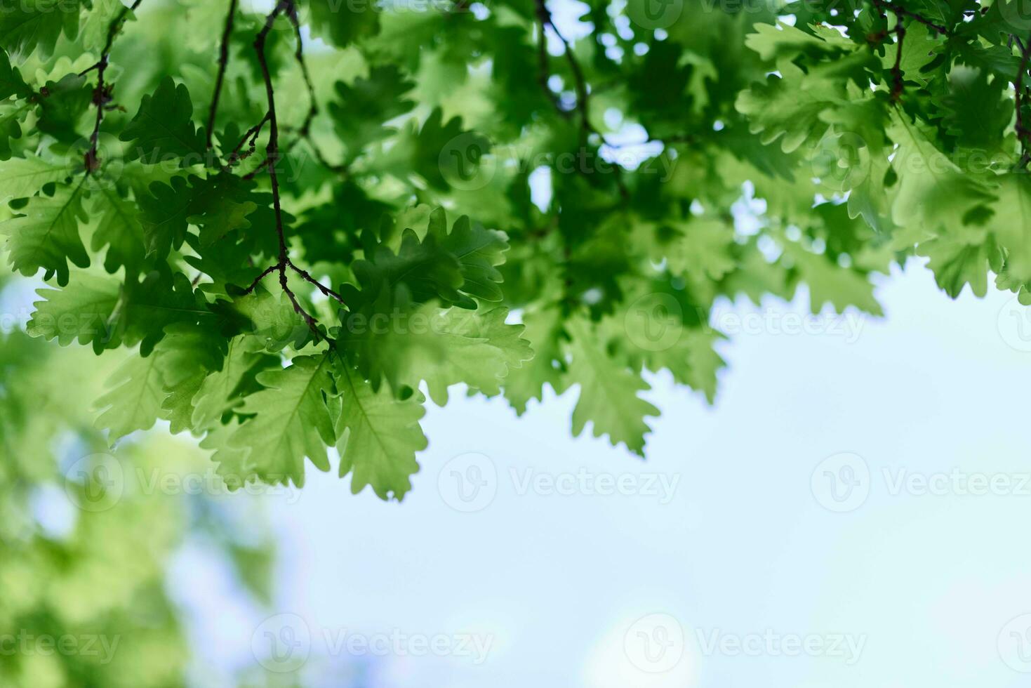 The green leaves of the oak tree close-up against the sky in the sunlight in the forest photo