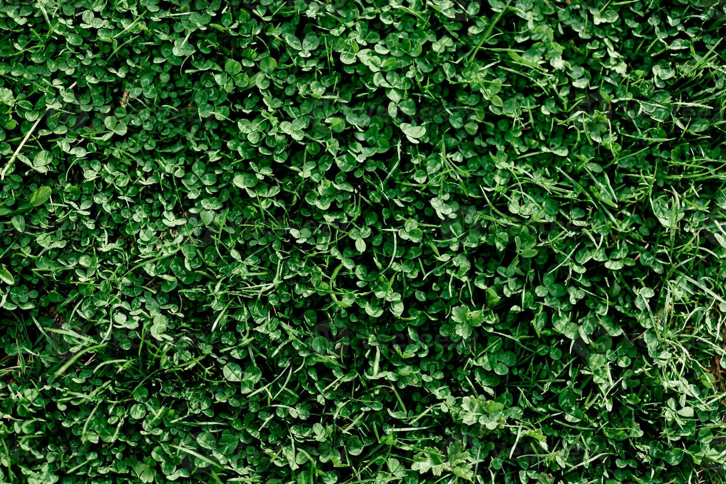 Young summer clover grass and microclover close-up, greening the environment, summer sunlight on the leaves photo