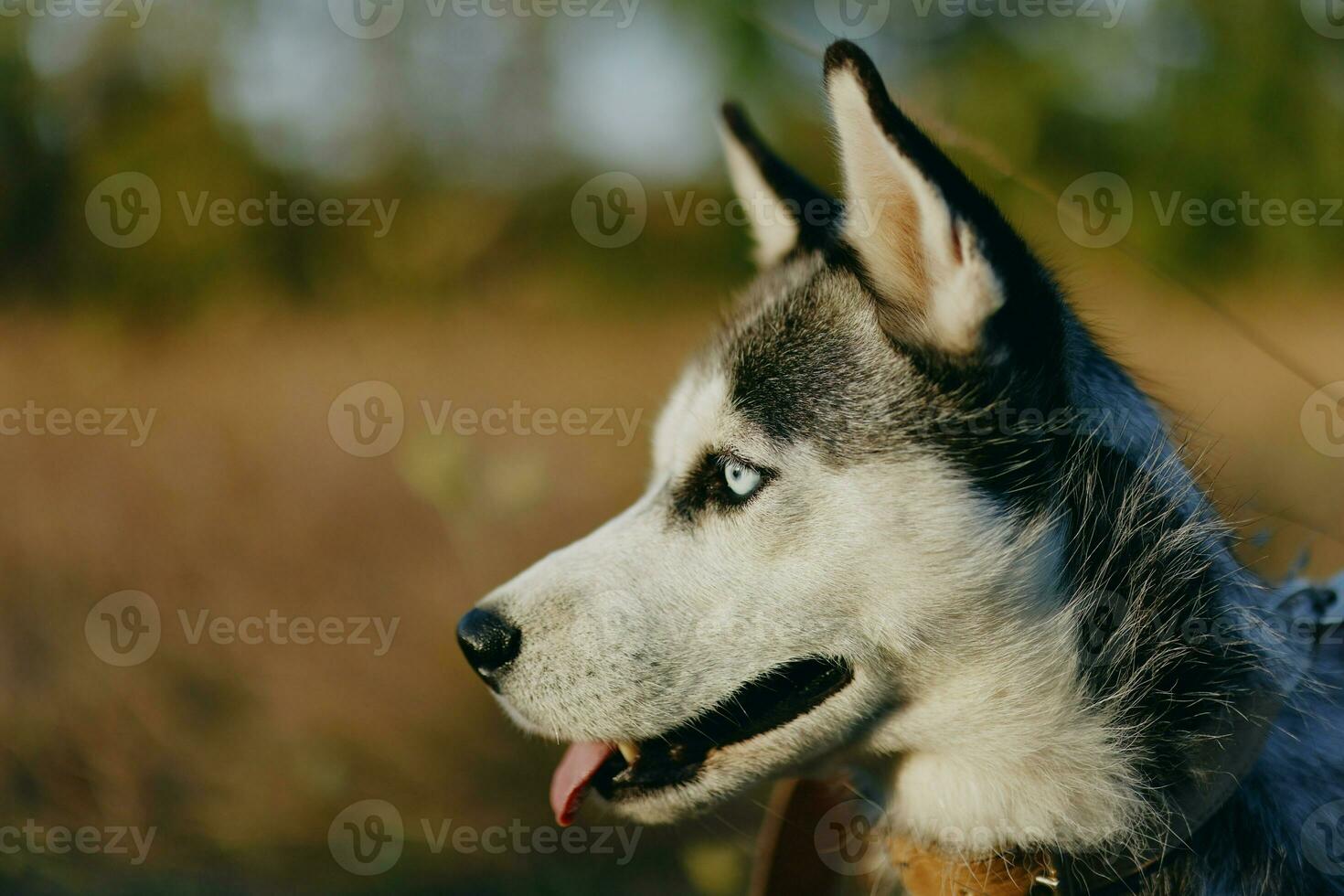 Portrait of a husky dog in nature in the autumn grass with his tongue sticking out from fatigue into the sunset happiness dog photo