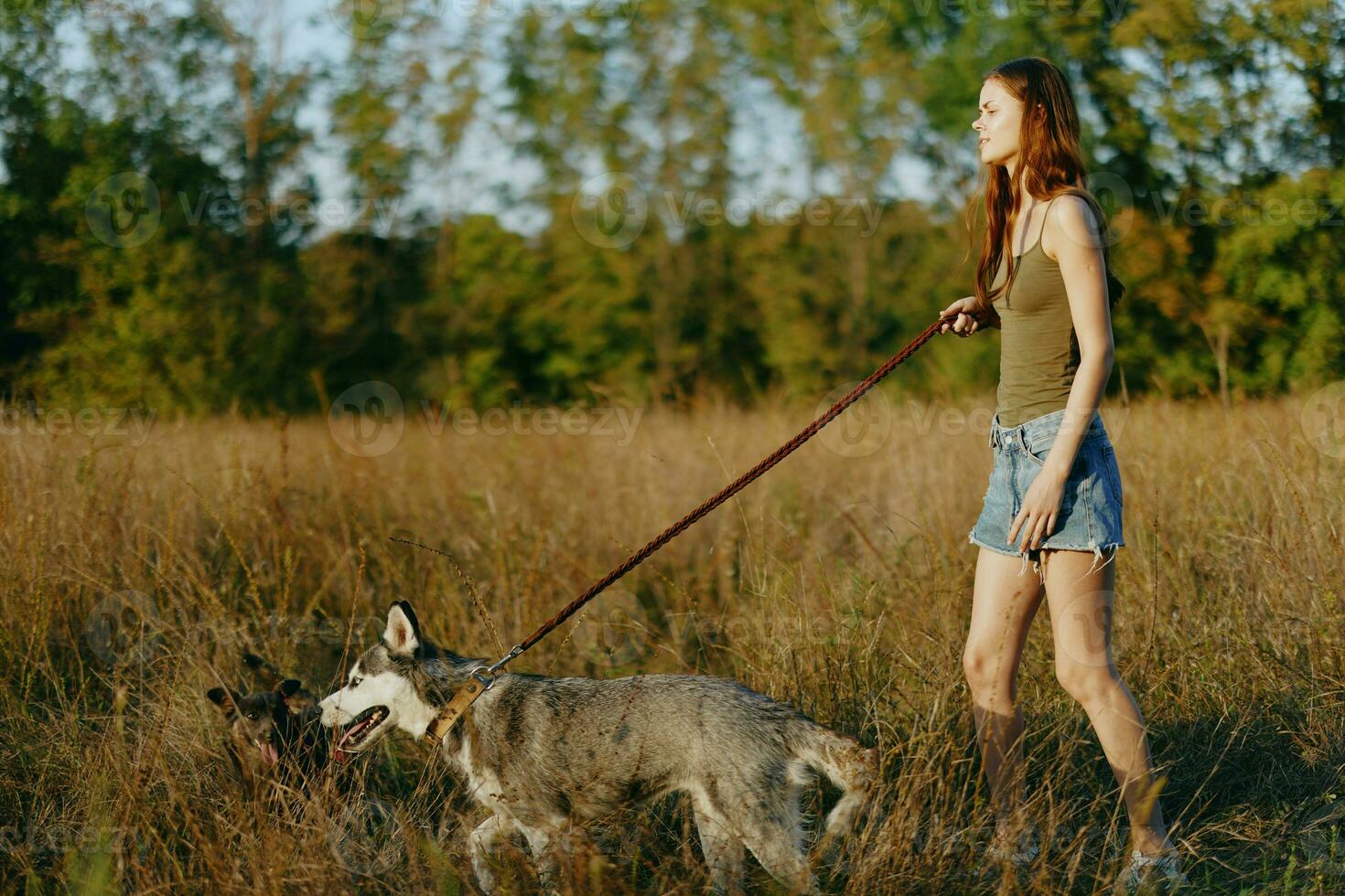 Woman and her husky dog happily walking and running in the grass in the field smile with teeth autumn sunset walk with a pet, traveling with a friend dog happiness photo