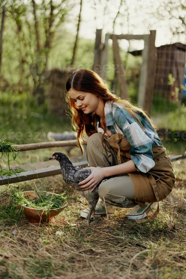 Happy woman farmer works at her country house in the chicken pen and examines them to check the health of young chickens photo