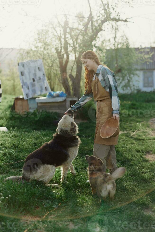 Woman stroking her big furry dog on. farm in the countryside against a backdrop of clean laundry on a rope photo