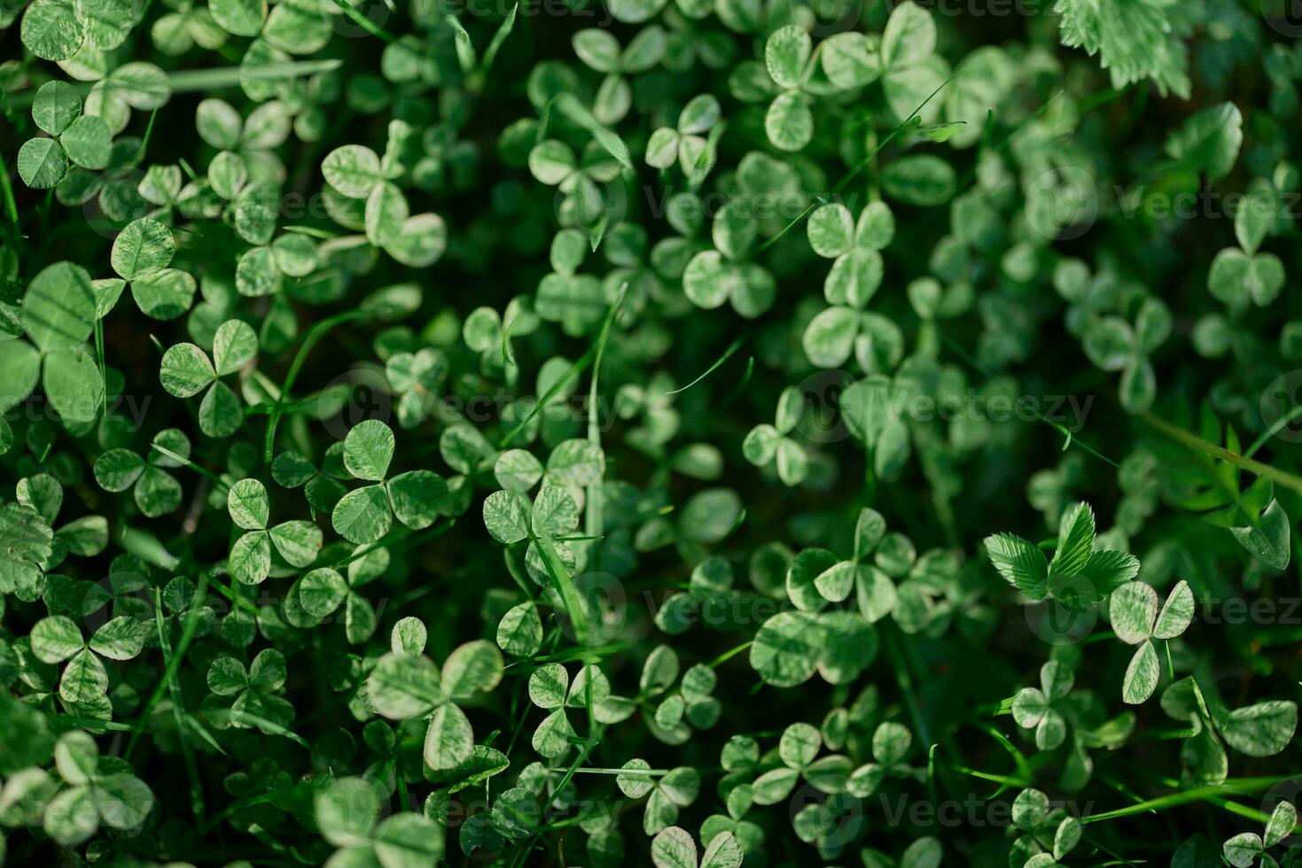 Fresh green leaves of clover grass and micro clover for lawn in the rays of summer sunlight, landscape design of a modern land plot photo