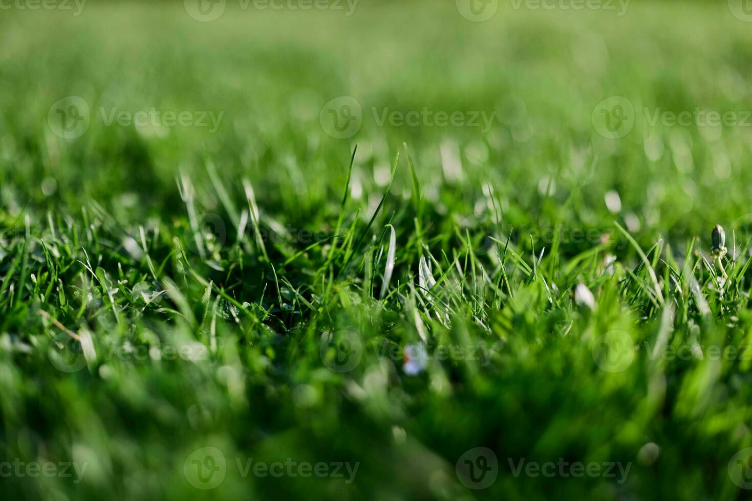 View of young green grass in the park, taken close-up with a beautiful blurring of the background photo