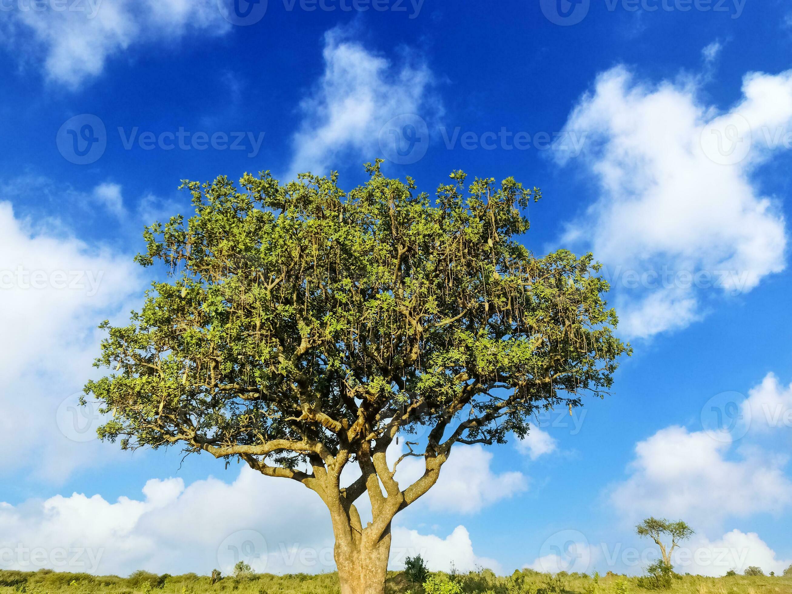 A beautiful sausage tree Kigelia africana in the savannah of Kenya in  Africa. 23772663 Stock Photo at Vecteezy