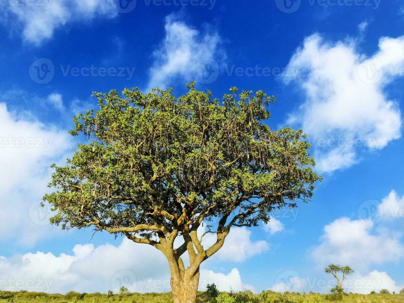 un hermoso árbol de salchicha kigelia africana en la sabana de kenia en áfrica. foto