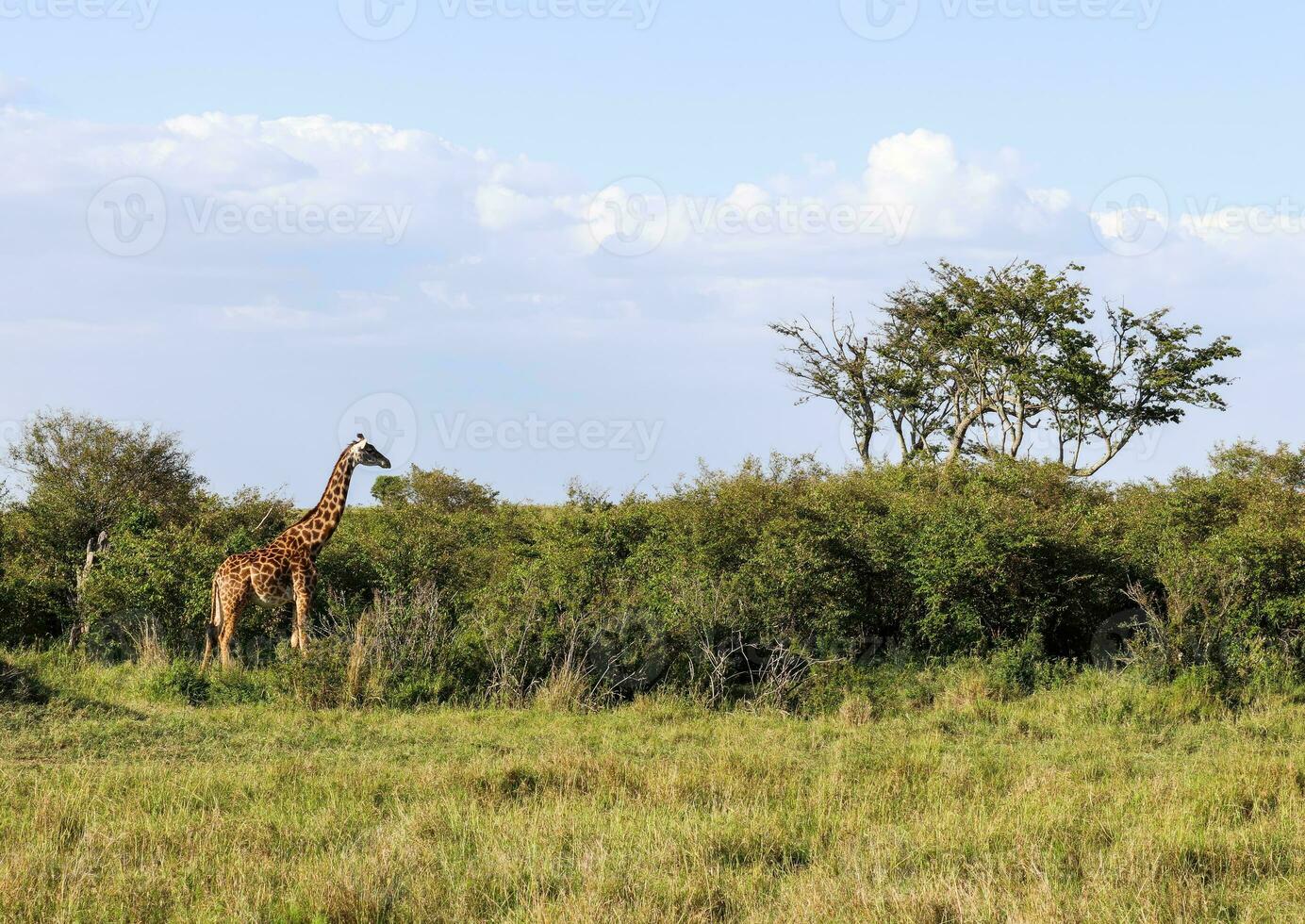 Beautiful giraffe in the wild nature of Africa. photo