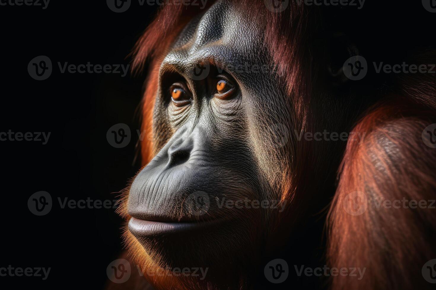 Close up view of an orang utan against a dark background created with technology. photo