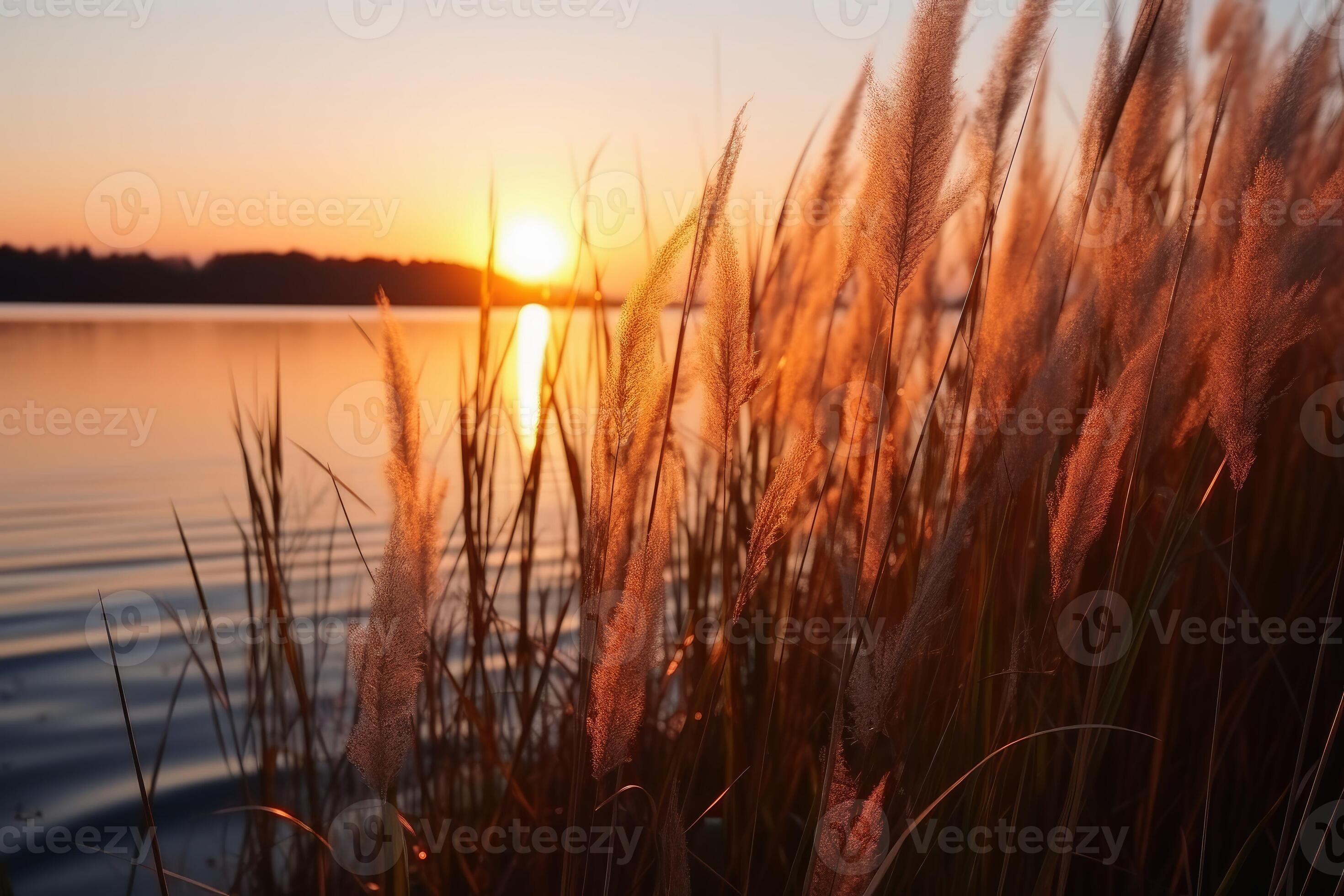 Beautiful reed grass by a lake at sunset created with generative AI
