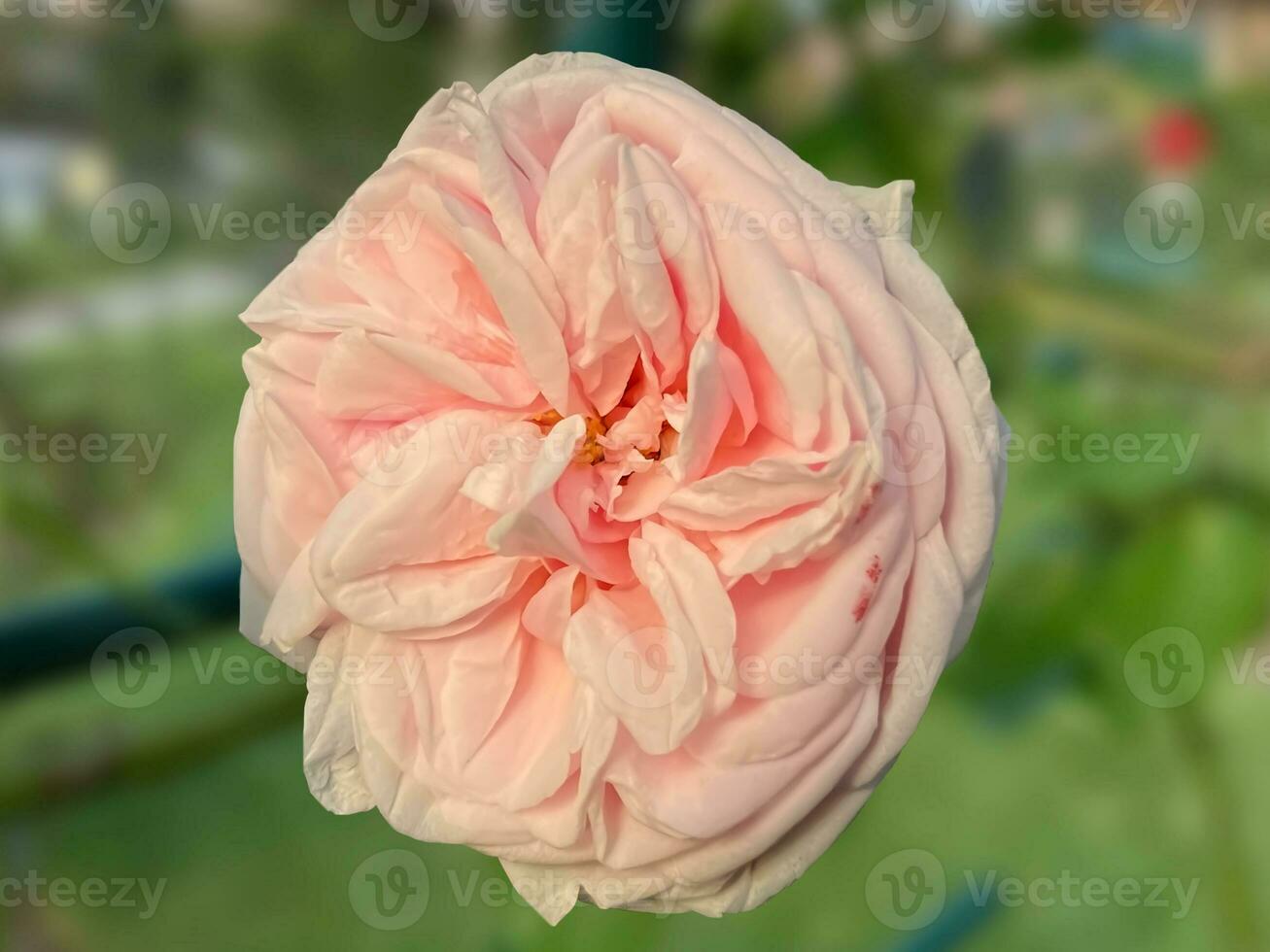 Rose in the foreground in the rose garden photo