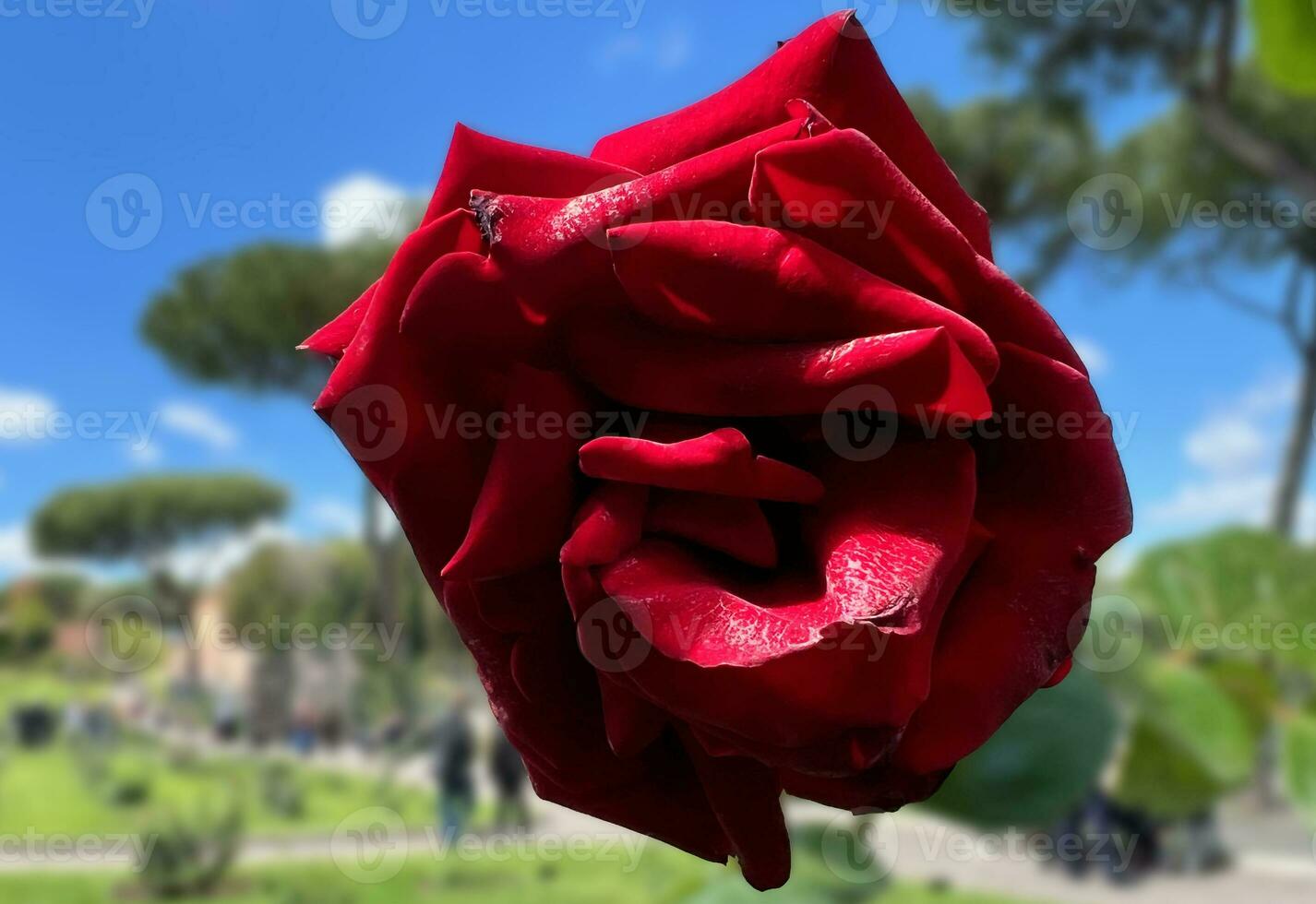 Red rose in the rose garden on a sunny day photo