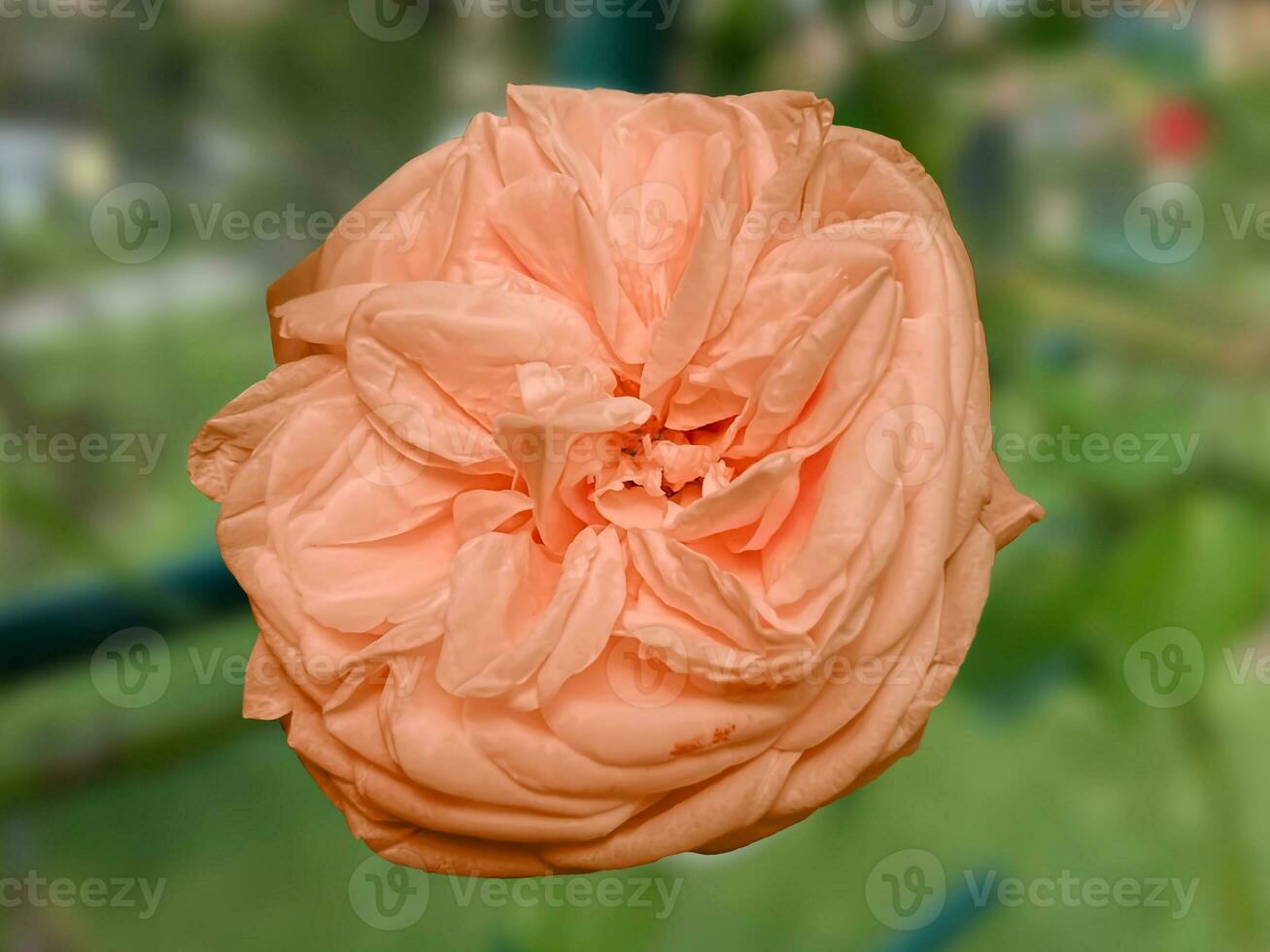 Peach color Rose in the foreground in the rose garden photo