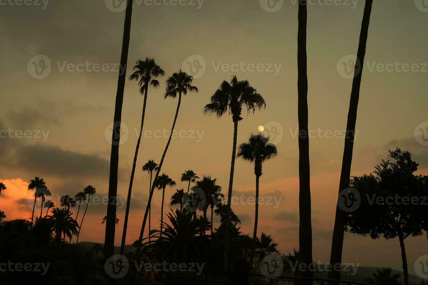 Palm trees in silhouette at sunset with full moon photo