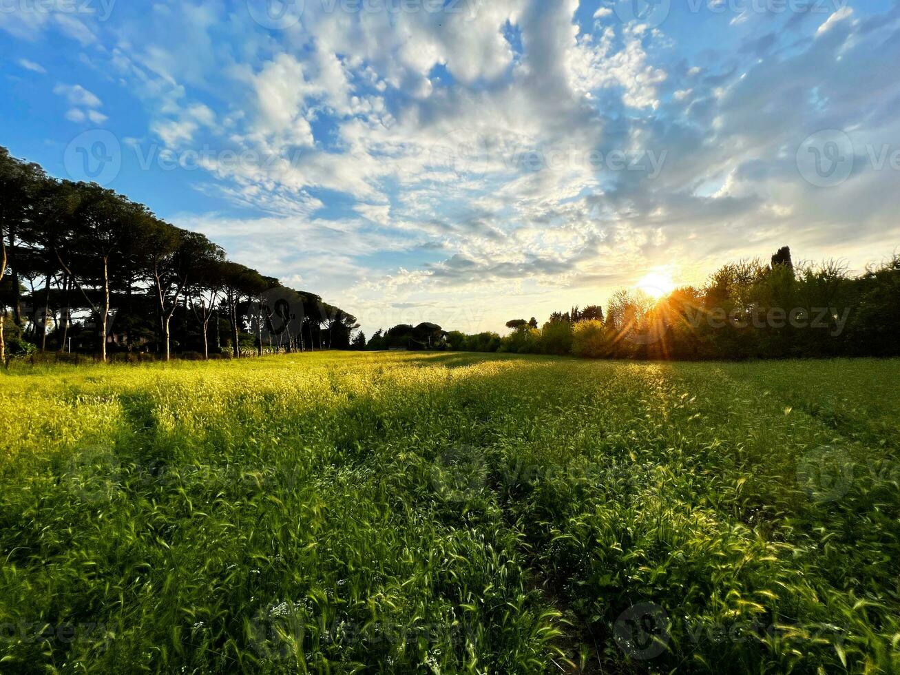 Meadow with sunset photo