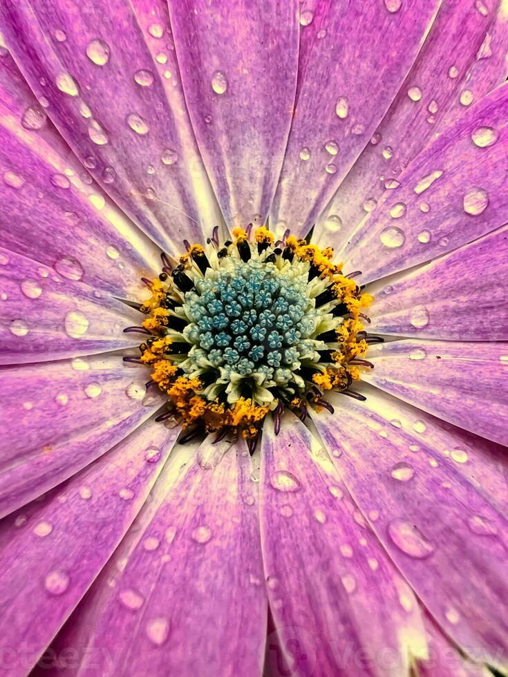 Daisy with purple petals, close up photo