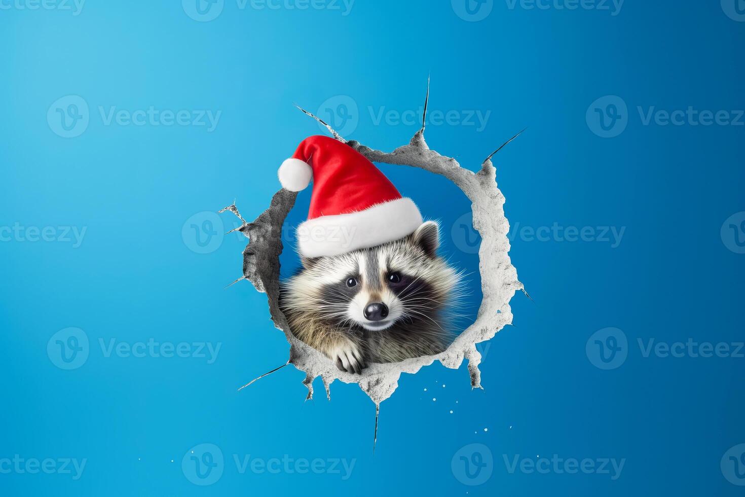 Cute raccoon in a santa hat peeks through a broken hole in a blue wall. photo