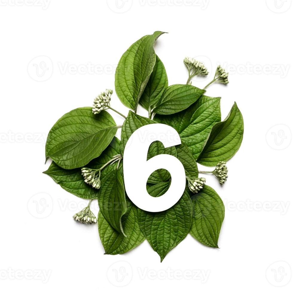 Paper number six on background of green leaves. Minimal creative Layout with natural elements for your design photo