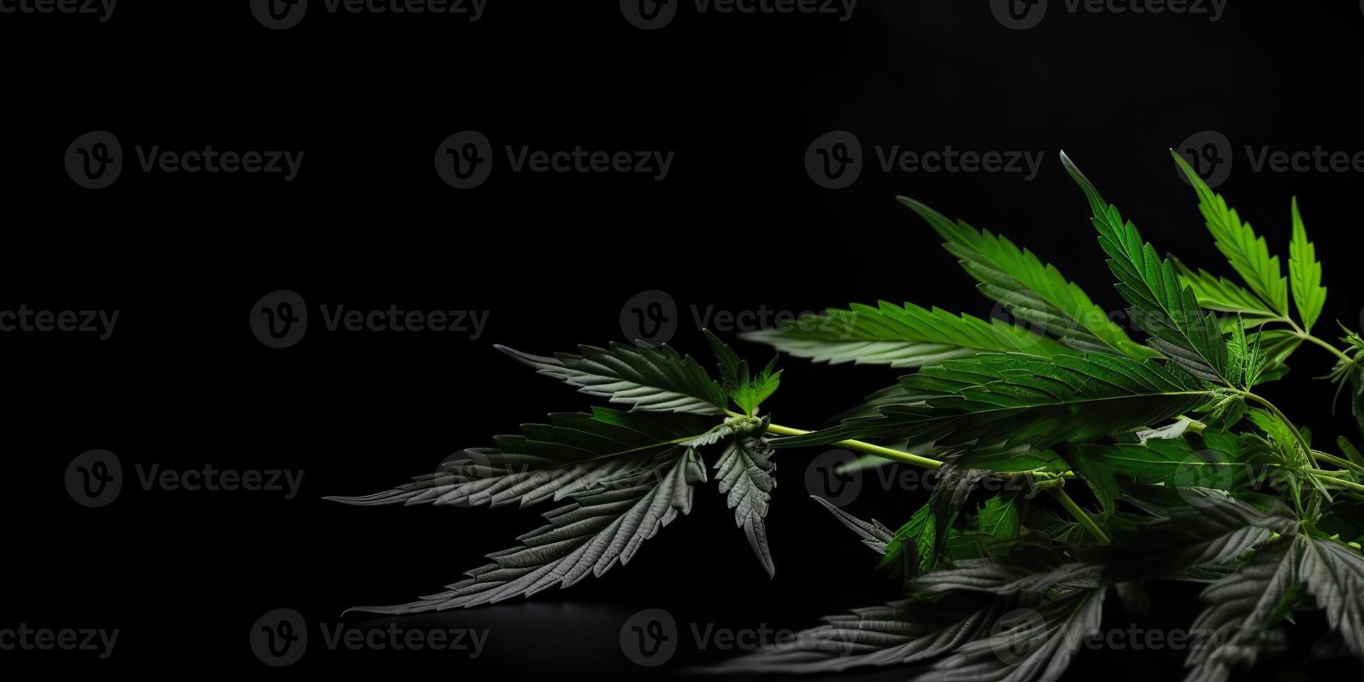 . . Photo macro shot of realistic cannabis leaves on dark moody black background. Can be used for medicine promotion or graphic design. Graphic Art