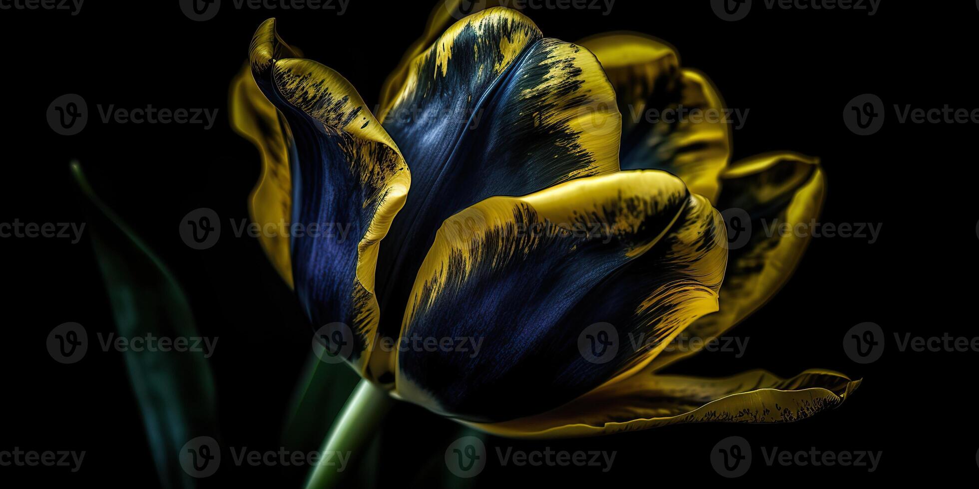 . . Blue and yellow aesthetics beautiful tulip flower in color of Ukraine. Romantic love vibe. Graphic Art photo