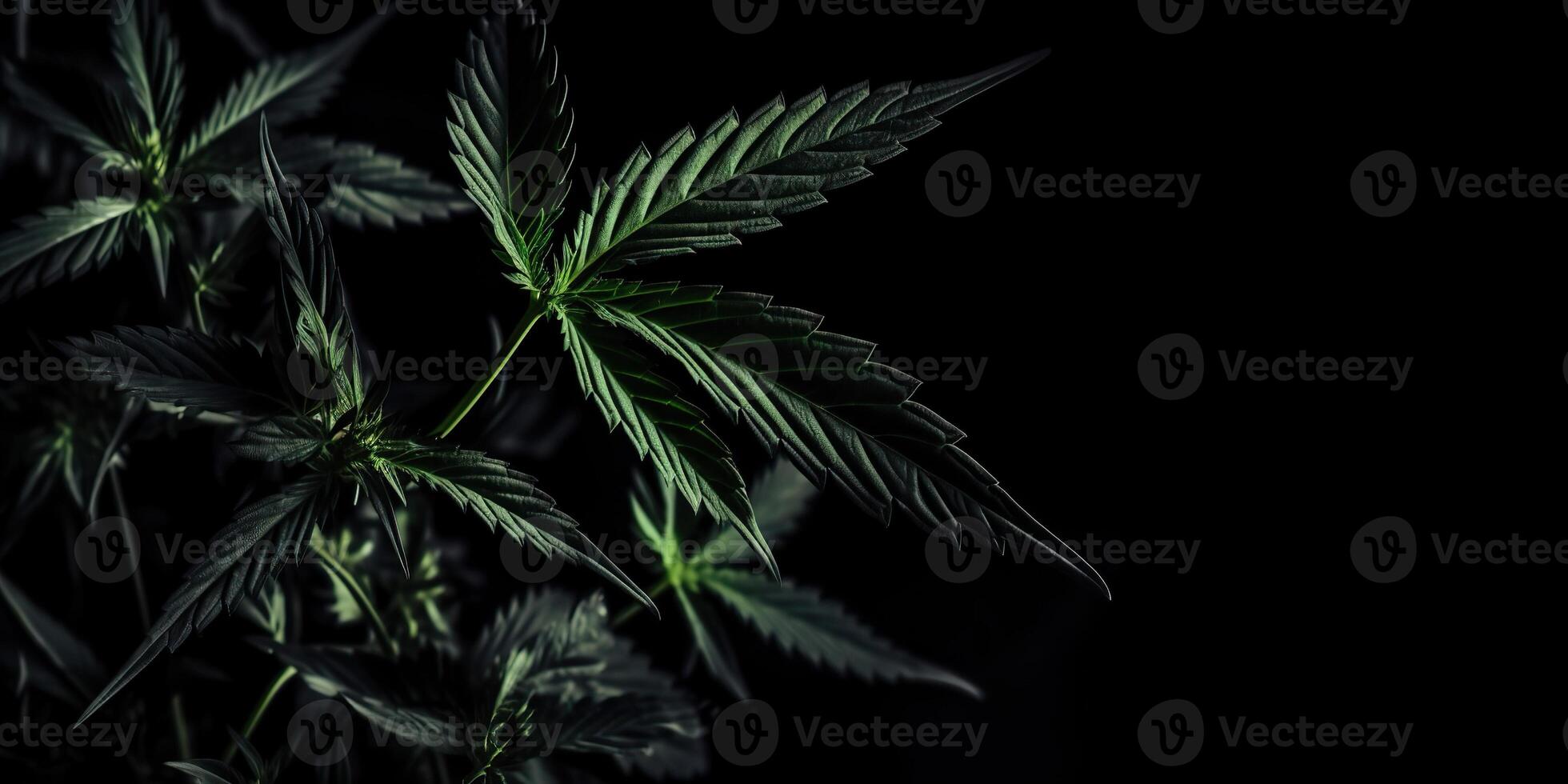 . . Photo macro shot of realistic cannabis leaves on dark moody black background. Can be used for medicine promotion or graphic design. Graphic Art