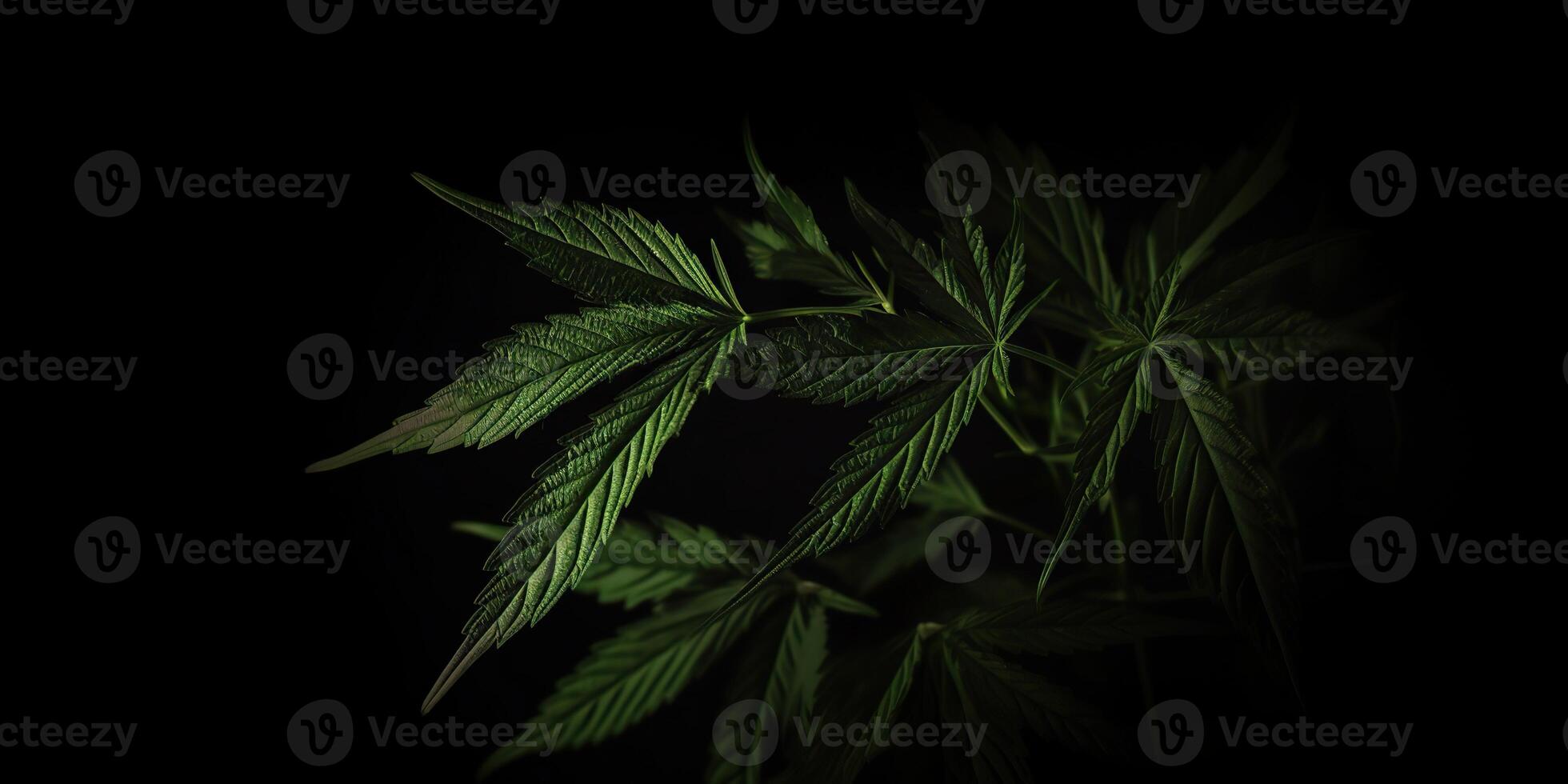 . . Photo macro shot of realistic cannabis leaves on dark moody black background. Can be used for medicine promotion or graphic design. Graphic Art