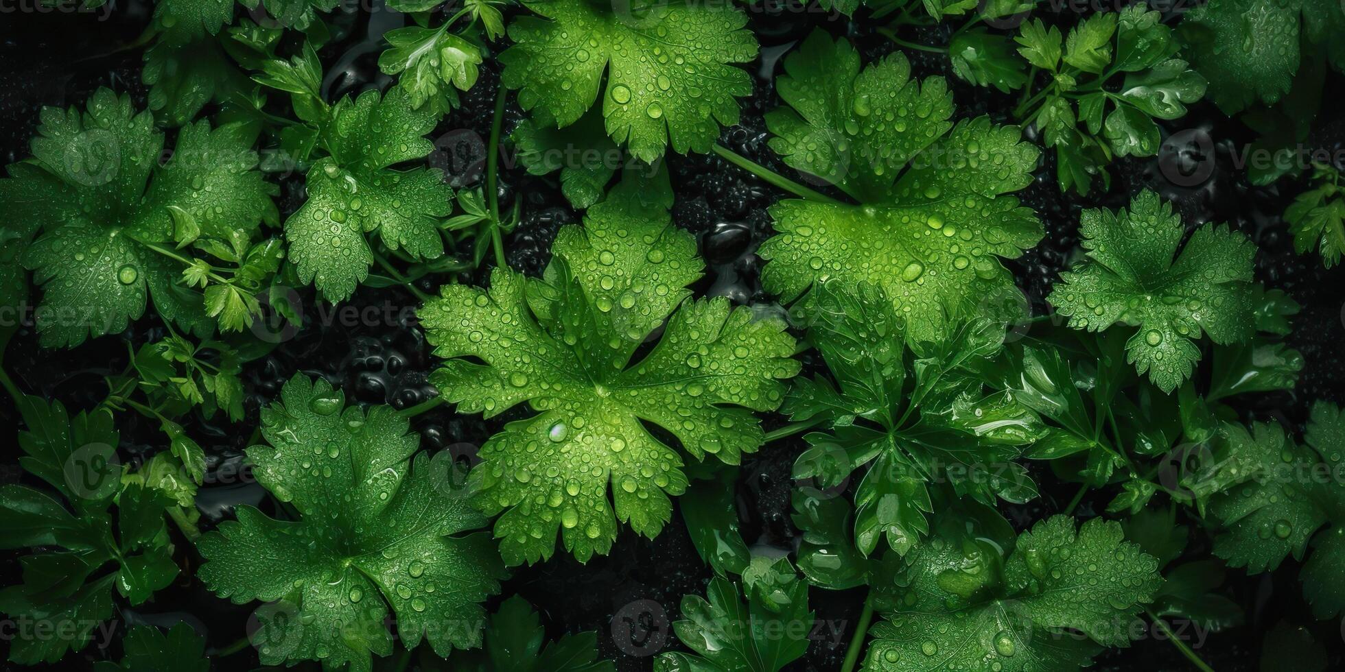 . . Macro photorealistic shot illustration of eco organic parsley background. Healthy green store vibe. Graphic Art photo