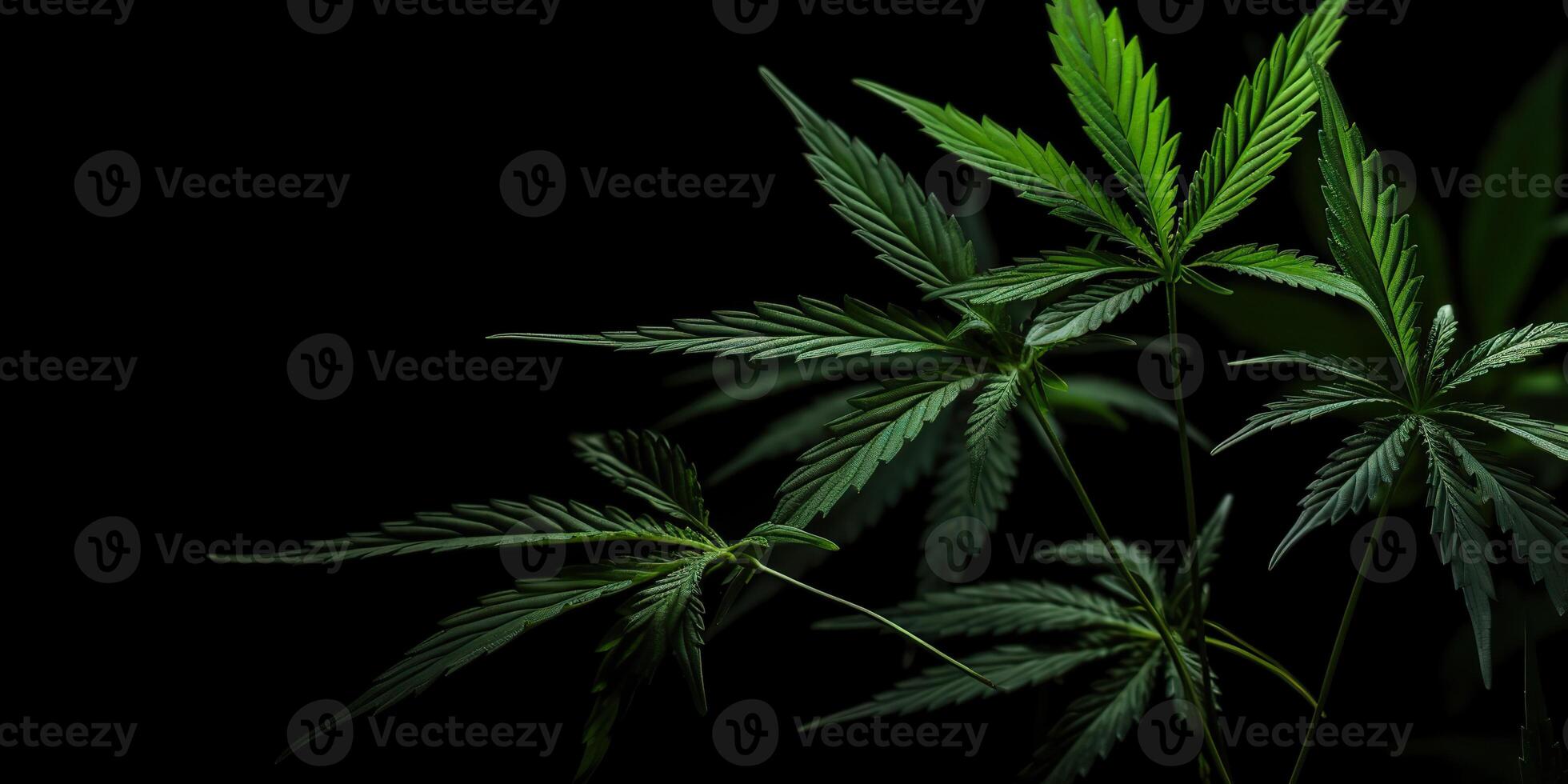 . . Photo macro shot of realistic cannabis leaves on dark moody black background. Can be used for medicine promotion or graphic design. Graphic Art