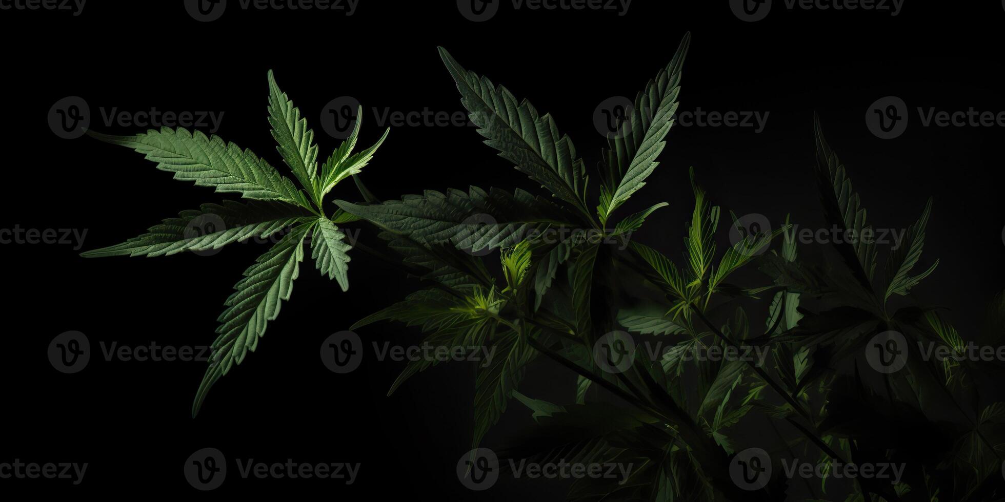 . . Photo macro shot of realistic cannabis leaves on dark moody black background. Can be used for medicine promotion or graphic design. Graphic Art