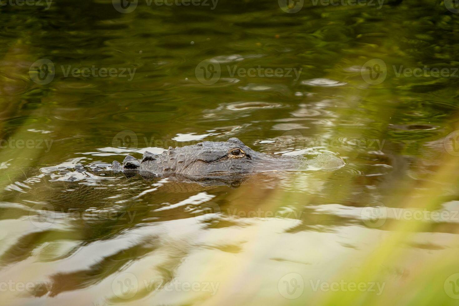 Alligator Floating by photo